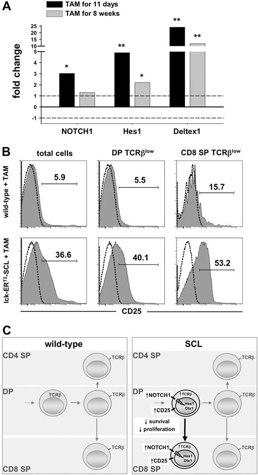 Figure 6. Short-term SCL activation induces enhanced NOTCH1 pathway activation. (A) Quantitative real-time PCR analysis of NOTCH1, Hes1, and Deltex1 transcripts from lck-ERT2-SCL (n = 3) mice compared with wild-type control littermates (n = 4); TAM treatment as indicated. Levels of statistical significance (fold change; *P < .05 and **P < .001) are indicated. (B) Analysis of CD25 expression on total thymocytes, DP TCRβlow, and CD8+TCRβlow cells. Wild-type (n = 3) and lck-ERT2-SCL (n = 3) mice were TAM treated for 11 weeks. Representative plots for each group are shown. (C) Proposed model of the effects of conditional SCL activation on T-cell development.