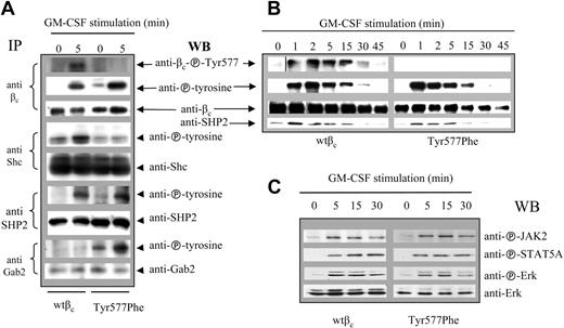 Figure 3. FL cells transduced with Tyr577Pheβc show enhanced Gab2 tyrosine phosphorylation in the absence of Shc phosphorylation. (A) FL cells transduced with either wtβc or Tyr577Phe were cultured for 12 hours in RPMI containing 0.5% HI-FCS and stimulated with GM-CSF for 5 minutes prior to lysis. Cell lysates were cleared and immunoprecipitated with antibodies to βc, Shc, SHP2, or Gab2. Immunoprecipitates were subjected to SDS-PAGE and immunoblotting with the antibodies as shown in Figure 1A. (B) Mutation of Tyr577 does not abolish SHP2 coimmunoprecipitation with βc. CTL-EN cells expressing either wtβc or Tyr577Phe were factor deprived for 12 hours before stimulation with 50 ng/mL GM-CSF for 1, 2, 5, 15, 30, or 45 minutes. Following stimulation, βc was immunoprecipitated with the anti-βc antibody 1C1, and the immunoprecipitates were subjected to SDS-PAGE and immunoblotted with anti-phosphoTyr577, antiphosphotyrosine 4G10, anti-βc, or anti-SHP2 antibodies. A vertical line has been inserted to indicate where a gel lane was cut. These were from separate gels run from a single experiment. (C) FL cells transduced with either wtβc or Tyr577Phe were cultured for 12 hours before stimulation with 50 ng/mL GM-CSF for 5, 15, or 30 minutes. Following stimulation, the cells were lysed, and the lysates were subjected to SDS-PAGE and immunoblotted with phosphospecific antibodies to JAK2, STAT5A, Akt, and Erk. An anti-Erk antibody was used as a loading control. The data shown is representative of 3 separate experiments performed using transduced FL cells.