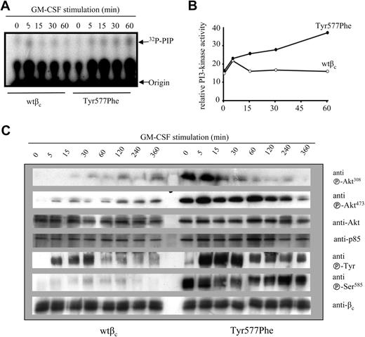 Figure 4. Enhanced and prolonged PI3K activation in CTL-EN cells expressing βc Tyr577Phe in response to GM-CSF. CTL-EN cells expressing either wtβc or Tyr577Phe were factor deprived for 12 hours in RPMI containing 0.5% HI-FCS before stimulation with 50 ng/mL GM-CSF for 0, 15, 30, or 60 minutes. The cells were then lysed, and the lysates cleared and subjected to immunoprecipitation with anti-βc antibodies. (A) Immunoprecipitates were then tested in an in vitro kinase assay. (B) Quantification of counts from panel A as measured in a liquid scintillation counter. Experiment shown is representative of 3 separate assays that were performed. (C) FL cells transduced with either wtβc or Tyr577Phe were stimulated with GM-CSF for 0, 5, 15, 30, 60, 120, 240, or 360 minutes before lysis. Cell lysates were cleared and immunoprecipitated with antibodies to βc. Immunoprecipitates were subjected to SDS-PAGE and immunoblotting with the antibodies as shown. Anti-βc antibody 1C1 and anti-p85 were used as a loading controls for immunoprecipitations and lysates, respectively.