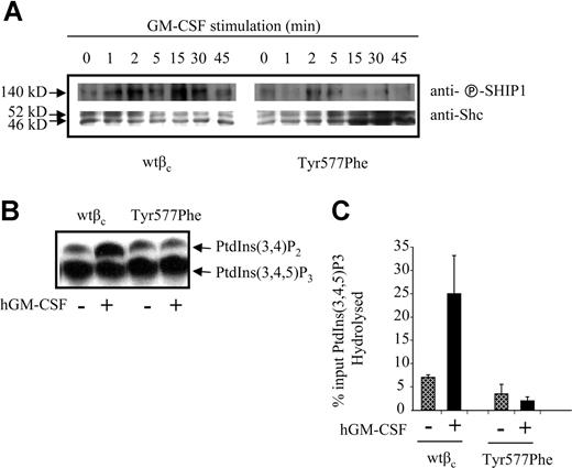 Figure 5. Mutation of Tyr577Phe in βc abolishes the hydrolysis of PI-(3,4,5)P3 in response to GM-CSF. CTL-EN cells expressing either wtβc or Tyr577Phe were factor deprived for 12 hours in RPMI containing 0.5% HI-FCS before stimulation with either 0 or 50 ng/mL GM-CSF. Following stimulation, the cells were lysed, and the lysates were cleared and subjected to immunoprecipitation with anti-Shc antibody or anti-βc antibody. (A) Shc immunoprecipitates were subjected to SDS-PAGE and immunoblotting with antibody to phospho-SHIP. (B) βc immunoprecipitates subjected to a PtdIns(3,4,5)P3 5-phosphatase assay. (C) Quantification of PtdIns(3,4,5)P3 5-phosphatase activity in each immunoprecipitate. The bars represent the mean (± SD) from 2 independent experiments.