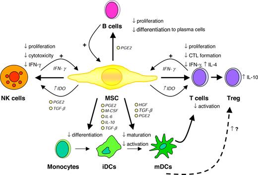 Figure 1. Immunomodulatory effects of MSCs. CTL indicates cytotoxic T cell; HGF, hepatocyte growth factor; IDO, indoleamine 2,3-dioxygenase; PGE2, prostaglandin E2; and TGF-β, transforming growth factor β. Illustration by Paulette Dennis.