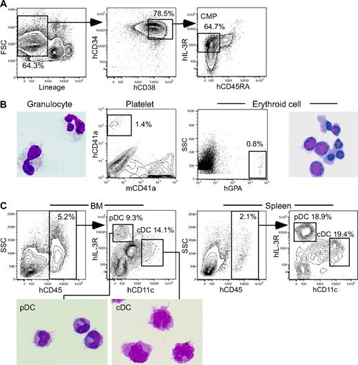 Figure 2. Human CMPs give rise to cDCs and pDCs in NOD-scid/IL2rγnull recipients.(A) Purification of human cord blood CMPs based on the expression of lineage antigens hCD34, hCD38, hIL-3Rα, and hCD45RA. (B) Myeloid progeny in the bone marrow 4 weeks after CMP xenotransplantation is shown. Mature hCD13+ granulocytes, hCD41a+ platelets, and hGPA+ erythroid cells were seen in the bone marrow. (C) CMP-derived cDCs and pDCs developed in both the bone marrow and the spleen of CMP recipients. Morphology of purified cDC and pDC progeny is also shown (May-Grünwald-Giemsa staining). See “Analysis of human cell engraftment” for complete image acquisition information. BM indicates bone marrow.