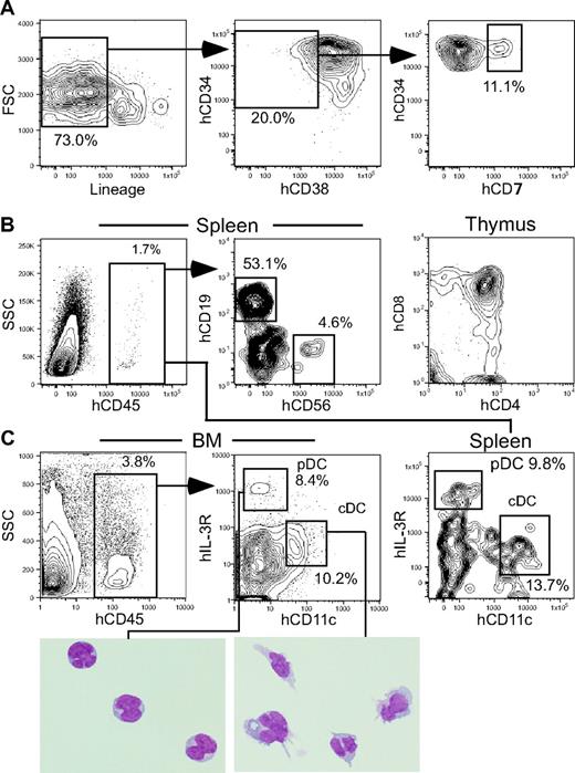 Figure 3. Human CLPs give rise to cDCs and pDCs in NOD-scid/IL2rγnull recipients. (A) Purification of human cord blood CLPs based on the expression of lineage antigens hCD34, hCD38, and hCD7. (B) The analysis of recipients 4 weeks after CLP xenotransplantation. B- and NK-cell progeny and T-cell progeny were found in the spleen and the thymus, respectively. (C) hCD45+ human CLP progeny included cDCs and pDCs in both the bone marrow and the spleen. Morphology of purified cDC and pDC progeny is also shown (May-Grünwald-Giemsa staining). The pDC images presented in 3 separate boxes were taken from a single slide. See “Analysis of human cell engraftment” for complete image acquisition information. BM indicates bone marrow.
