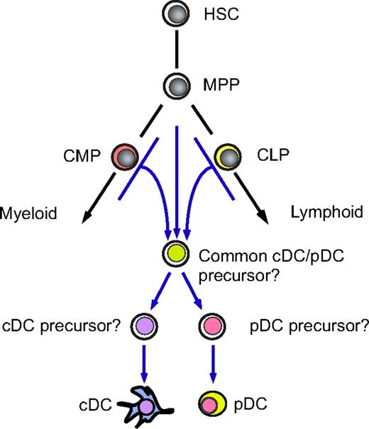 Figure 7. A proposed developmental scheme of the DC lineage cells. Human myeloid and lymphoid pathways generate indistinguishable cDC and pDC populations. These DC subsets may use common developmental programs that are independent of the conventional myeloid or lymphoid pathways. It is still unclear whether human cDCs and pDCs develop via the putative common cDC/pDC precursor stage.