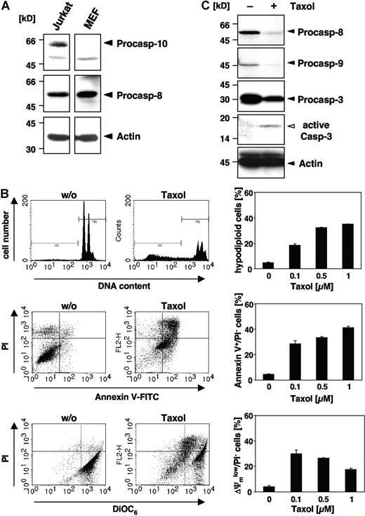 Figure 1. Paclitaxel induces apoptotic cell death in murine cells lacking caspase-10. (A) Caspase-10 is not detected in cells of murine origin. Lysates of MEFs and human Jurkat T cells were immunoblotted with caspase-10–, caspase-8–, and β-actin–specific antibodies. Arrowheads indicate the positions of procaspase-10, procaspase-8, and β-actin. (B) MEFs die by apoptosis in response to paclitaxel. MEFs were incubated for 48 hours with paclitaxel and then analyzed for DNA fragmentation using PI staining of hypodiploid nuclei (top panels), phosphatidylserine exposure using double staining with annexin-V–FITC and PI (middle panels), and loss of mitochondrial membrane potential (ΔΨm) using the potentiometric dye DiOC6 (bottom panels). Representative fluorescence-activated cell sorter (FACS) analyses of untreated MEFs or cells treated with 1 μM paclitaxel are shown (left panels). Hypodiploid nuclei are contained in the marker region M1; normal nuclei with a higher DNA content are shown in M2. The bar diagrams (right panels) summarize the dose response of MEFs treated with the indicated concentrations of paclitaxel and show the mean values (± SD) of hypodiploid nuclei, vital PI-excluding cells with phosphatidylserine exposure, or loss of ΔΨm. (C) Paclitaxel treatment induces caspase activation. Immunoblot analysis of cell lysates from MEFs that were either left untreated or incubated for 48 hours with 1 μM paclitaxel. The positions of the procaspases and β-actin are indicated by closed arrowheads. Cleaved active caspase-3 is marked by an open arrowhead.