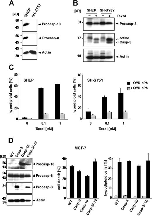 Figure 2. Loss of caspase-8/10 expression does not impede paclitaxel-induced apoptosis in human tumor cell lines. (A-C) Apoptosis in SHEP and SH-SY5Y cells. (A) Caspase-8 and caspase-10 are not expressed in SH-SY5Y neuroblastoma cells, as demonstrated by immunoblot analysis using antibodies against caspase-10, caspase-8, and β-actin. (B) Paclitaxel induces caspase-3 activation regardless of caspase-8 and caspase-10 expression. Lysates of SHEP and SH-SY5Y cells were subjected to immunoblot analysis using caspase-3 and β-actin antibodies. The positions of the uncleaved proteins are indicated by closed arrowheads; cleaved fragments of caspase-3 are indicated by open arrowheads. (C) SHEP (left panel) and SH-SY5Y cells (right panel) were treated with increasing concentrations of paclitaxel for 48 hours in the presence or absence of 10 μM pancaspase inhibitor QVD-oPh. Apoptosis was assessed by FACS analysis of hypodiploid nuclei and is given as means (± SD). (D) Reconstitution of caspase-10 does not enhance the sensitivity of MCF-7 cells to paclitaxel. Left panel shows status of caspase expression in the different MCF-7 cells. Lysates of parental cells (WT) and cell clones stably expressing caspase-3, caspase-10, or both were immunoblotted for the indicated proteins. Middle panel shows that reconstitution of caspase-10 or caspase-3 does not sensitize cells to paclitaxel-mediated toxicity. Parental cells and the caspase-3– and/or caspase-10–reconstituted clones were treated for 48 hours with 0.1 μM paclitaxel. The percentage of cell death was assessed by crystal violet staining and compared with the untreated controls. Right panel shows parental and the reconstituted derivatives, stably expressing caspase-3, caspase-10, or both, treated with 0.1 μM paclitaxel for 72 hours. Apoptotic, hypodiploid cells were measured by flow cytometry. The percentage of apoptotic cells is given as mean (± SD).