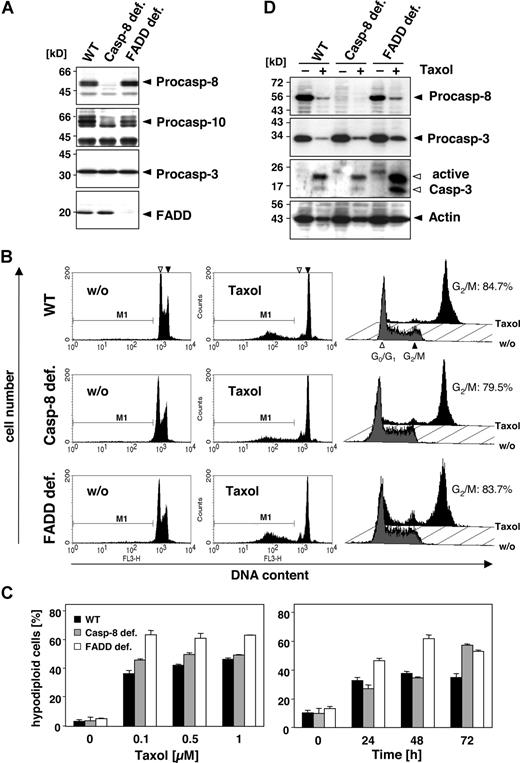 Figure 3. Death effector domain–containing initiator caspases and FADD are not required and do not enhance paclitaxel-induced cell death. (A) Lysates of Jurkat cells (WT) and their caspase-8– or FADD-deficient derivatives were subjected to immunoblot analysis. Protein bands specific for caspase-8, caspase-10, caspase-3, and FADD are indicated by arrowheads. (B) Wild-type, caspase-8–deficient, and FADD-deficient Jurkat cells were treated with 1 μM paclitaxel for 24 hours (middle panels) or left untreated (left panels). Hypodiploid nuclei indicative of paclitaxel-induced apoptosis were detected irrespectively of FADD or caspase-8 expression. The position of nuclei in G0/G1-phase (◁) and G2/M-phase (◀) is marked. Cell-cycle analysis by a linear depiction of PI staining (right panels) revealed no blockage of the paclitaxel-induced G2/M arrest due to lack of FADD expression. Gray histograms show the untreated controls, and black histograms represent paclitaxel-treated samples. Cells in the G2/M phase are given as percentage of all vital, nonapoptotic cells. (C) Treatment of the different Jurkat cell clones with increasing concentrations of paclitaxel for 72 hours (left panel) or with 0.5 μM paclitaxel for the indicated time points (right panel) revealed a dose- and time-dependent increase in hypodiploid cells, regardless of caspase-8 or FADD expression. The results show the mean values (± SD). (D) Paclitaxel-induced caspase activation is independent of FADD and caspase-8. Immunoblot analysis of lysates from wild-type and FADD- or caspase-8–deficient Jurkat cells that were treated with 1 μM paclitaxel for 48 hours or left untreated. The positions of procaspase-8, procaspase-3, and β-actin are indicated with closed arrowheads. The cleaved fragments of active caspase-3 are marked with open arrowheads.