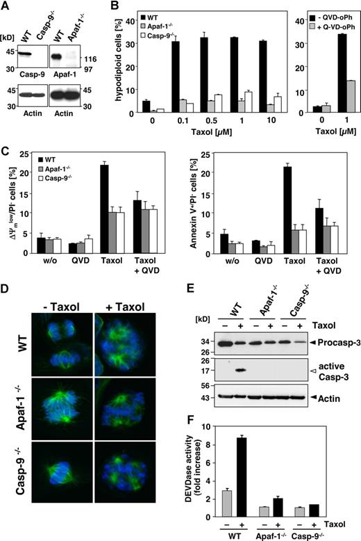 Figure 5. Paclitaxel-induced apoptosis depends on caspase-9 and Apaf-1. (A) Left panel shows status of caspase-9 or Apaf-1 expression in wild-type and the caspase-9−/− and Apaf-1−/− MEFs as assessed by immunoblot analysis. (B) Caspase-9 and Apaf-1 knock-out MEFs are resistant to paclitaxel-induced apoptosis. Wild-type, caspase-9−/−, or Apaf-1−/− MEFs were treated with increasing concentrations of paclitaxel for 48 hours or left untreated (left panel). Apoptosis was assessed by measurement of hypodiploid nuclei and is given as the mean (± SD). Right panel shows that apoptosis in wild-type MEFs treated with paclitaxel is blocked by the caspase inhibitor QVD-oPh (20 μM). (C) Paclitaxel treatment disrupts the mitochondrial membrane potential (left panel) and triggers PS exposure (right panel) in wild-type, but not in caspase-9– or Apaf-1–deficient cells. These effects are largely caspase dependent. Cells were treated with 1 μM paclitaxel for 48 hours in the presence or absence of QVD-oPh. Results show the mean values (± SD). (D) Paclitaxel induces the formation of multipolar spindles with lagging and misaligned chromosomes independently of caspase-9 or Apaf-1 expression. Microtubuli (green) were detected by immunofluorescence staining with anti–α-tubulin and chromosomes (blue) with the DNA dye DAPI and analyzed by confocal microscopy. (E) Active caspase-3 is only detected in paclitaxel-treated wild-type, but not in caspase-9– or Apaf-1–deficient MEFs. Exposure of the caspase-3 blot was increased from 30 seconds to 2 minutes in order to detect active caspase-3 fragments (◁). Noncleaved caspase-3 and actin are marked (◀). (F) DEVDase activity is not induced in paclitaxel-treated MEFs deficient in caspase-9 or Apaf-1. Results are shown as mean values (± SD).