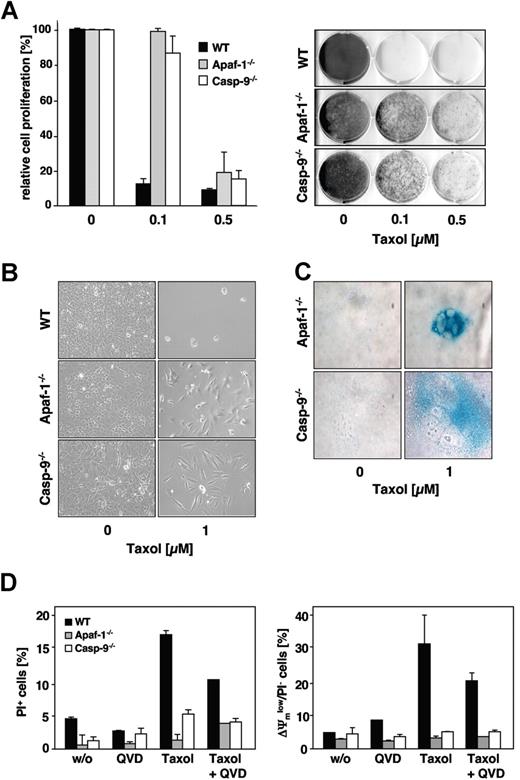 Figure 6. Clonogenic growth after paclitaxel withdrawal is enhanced in MEFs lacking caspase-9 or Apaf-1 expression. (A) Clonogenicity assay of wild-type, caspase-9−/− and Apaf-1−/− MEFs. Cells were treated with the indicated concentrations of paclitaxel. After 48 hours, cells were washed, split 1:10, and kept in normal medium. After 7 days of further incubation, cells were stained with crystal violet and subsequently scanned using an Epson Perfection 3200 scanner and processed using Adobe Photoshop 7.0 software (Adobe, San Jose, CA) (right panel). The relative proliferation compared with untreated controls was calculated as the mean (± SD) by measurement of the dye absorbance (left panel). (B) Caspase-9– and Apaf-1–deficient cells, but not wild-type cells, retain their proliferative capacity. Cells were treated as described in panel A and analyzed by light microscopy using a Zeiss Axiovert 135 microscope (40×/0.6 Korr-objective), a ProgResC14 digital camera, and Openlab 3.5.1 software. (C) After prolonged cultivation of paclitaxel-treated caspase-9– or Apaf-1–deficient cells, a proportion of the cells undergo senescence as assessed by staining for senescence-associated β-galactosidase (blue). Staining of treated (1 μM paclitaxel for 48 hours) and untreated cells was analyzed after further cultivation in normal medium for 2 weeks. (D) Even long-term paclitaxel treatment triggers mitochondrial depolarization (right panel) and cell death (left panel) only in wild-type cells, but not in caspase-9– or Apaf-1–deficient cells. In wild-type cells, these effects are partially caspase dependent. MEFs were incubated with 1 μM paclitaxel for 4 days and subsequently analyzed by flow cytometry. Results show the mean values (± SD).