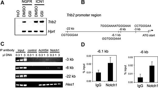 Figure 4. Trib2 is a direct target gene of Notch1. (A) Reverse transcriptase (RT)–PCR analysis of Trib2 expression in Scid.adh cells treated with GSI (+) or DMSO as vehicle control (−). Cells were transduced with an empty vector expressing only the NGFR selection marker (NGFR) or a vector expressing ICN1 (ICN1). Trib2 mRNA expression was assessed. Hprt is an internal loading control. Results are representative of triplicate experiments. (B) Schematic representation of the Trib2 promoter region. Four putative CSL-binding sites were identified in the region shown, including a tandem CSL site at − 6 kb and 3 single binding sites at − 22 kb, − 6.1 kb, and − 3 kb relative to the translational start site. (C) Notch1 binds to CSL-binding sites in the Trib2 promoter. Chromatin immunoprecipitates were performed on cross-linked fragmented DNAs prepared from Scid.adh cells. Immunoprecipitations were carried out with antibodies against Myc as a negative control (control), acetylated histone 4 (AcHIS4), and Notch1. PCR was performed using primers directed against indicated CSL-binding site regions at − 22, − 6, and − 3 kb from the ATG translational start site of Trib2. PCR for the Hes1 promoter region is shown as a positive control. The figure shown is representative of duplicate experiments. For the − 6-kb region, which shows the strongest enrichment, results are representative of duplicate samples and triplicate experiments. (D) After ChIP as described in panel C, using either Notch1 or normal rabbit control IgG antibody, RQ-PCR was performed using primer sets flanking putative CSL-binding sites in the Trib2 promoter. RQ-PCR was performed using the primers at − 6 kb to quantify enrichment in this region, and also using primers flanking a conserved CSL-binding site at − 6.1 kb. Graphs represent mean of the ratios of the amount of IP DNA/input from values of duplicate wells plus or minus standard deviation. Data are representative of 3 independent experiments.
