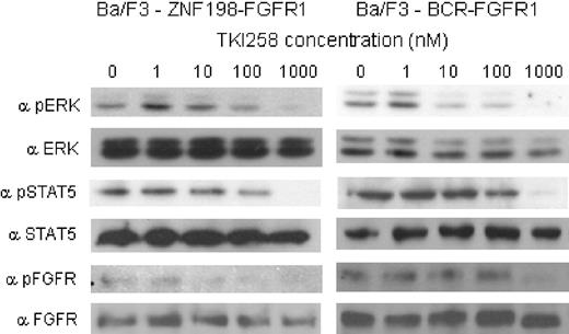 Figure 2. TKI258 treatment induces dose-dependent inhibition of phosphorylation of ZNF198-FGFR1, BCR-FGFR1, ERK, and STAT5. Phosphorylation of ERK, STAT5, and the BCR-FGFR1 and ZNF198-FGFR1 fusion proteins after exposure to TKI258 was assessed by Western blotting.