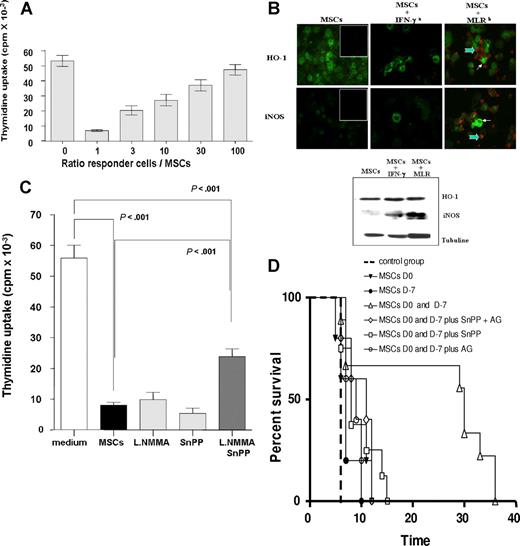 Figure 1. Adult rat MSCs inhibit allogeneic responses in vitro and in vivo through HO-1 and iNOS activity. (A) LEW.1A T lymphocytes (105) were cocultured with LEW.1W APCs (0.25 × 105) in the presence of graded numbers of adult LEW.1A rat MSCs. Proliferation was measured by thymidine incorporation. The results of 1 experiment representative of 3 are shown Error bars represent SD. (B) Adult rat MSCs (LEW.1W) were cultured alone or in the presence of IFN-γ (0.5μg/mL) or T lymphocytes (LEW.1A) stimulated by allogeneic APC (LEW.1W; ratio 1:4). Cells were used for immunostaining with HO-1– and iNOS-specific antibodies (green staining, thin arrow) and anti-CD45 antibodies (red staining, large arrow). Thus, HO-1– and iNOS-positive MSCs are CD45−. Negative controls (preimmune rabbit serum) are shown in the inserts. MSCs and the same antibodies were also used for Western blots. The results are representative of 2 experiments. See “Image acquisition” for image acquisition infomation. (C) T lymphocytes (105) were activated by allogeneic APCs (0.25 × 105) in the absence or presence of adult rat MSCs at an MSC/T cell ratio of 1:1. SnPP (50 μM; Porphirin Products, Logan, UT) or L-NMMA (10 mM; Sigma-Aldrich, Saint Quentin Fallavier, France), the specific inhibitors of HO-1 and iNOS, respectively, were added alone or together to the culture. Proliferation was measured by thymidine incorporation. The results are representative of 7 experiments. Error bars represent SD. (D) Heart allografts from LEW.1W donors were transplanted heterotopically into LEW.1A recipients. Lewis rat recipients were left untreated (control group; dotted line; n = 5) or received intravenous administration of LEW.1W MSCs (12 × 106) 7 days before (●; n = 5), at the time of LEW.1W heat transplantation (▴; n = 5) or at both times (5 × 106 and 7 × 106 LEW.1W MSCs, respectively; ▵; n = 5). Rats receiving 2 donor MSC injections were treated from the day of MSC administration by intraperitoneal injections of SnPP (15 μg/rat) once every 4 days and aminoguanidine (Sigma-Aldrich; 0.1 g/rat) twice a day until rejection (◇;n = 9), or with SnPP (15 μg/rat) alone (□; n = 5) or aminoguanidine (0.1 g/rat) alone (○). Graft survival was monitored daily by abdominal palpation.