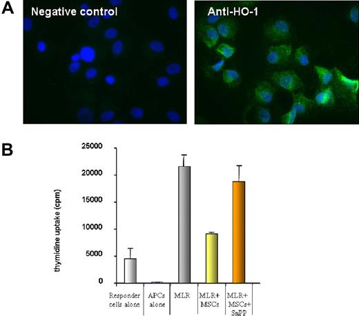 Figure 2. Adult human MSCs inhibit allogeneic responses through HO-1 expression. (A) Immunocytology experiments showing that human MSCs express HO-1. Negative controls were performed using normal rabbit serum at the same dilution (1:1000) as the anti–HO-1 antibody. The results of 1 experiment representative of 4 are shown. Similar results were obtained with 8 different MSC lines. See “Image acquisition” for image acquisition information. (B) PBMCs from healthy donors (5 × 104) were stimulated with irradiated allogeneic PBMCs (5 × 104) in the presence or absence of an MSC line at a MSC/T cell ratio of 1:1. When indicated, the HO-1 inhibitor SnPP was added to the culture at 50 μM. The results shown are representative of 5 experiments. Error bars represent SD.