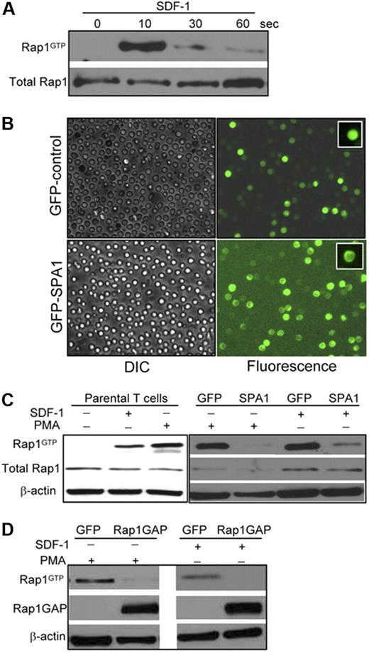 Figure 1. Rap1 activation in human primary T cells. (A) Primary human T cells were stimulated with 100 nM SDF-1α for the indicated times in seconds, and Rap1 (Rap1GTP) was detected by pull-down assay. Total Rap1 is shown as loading control. (B) Transient transfection of T cells with GFP-control (upper) and GFP-SPA1 vectors (lower). Twenty-four hours after transfection, cells were visualized by DIC (left) or fluorescence (right) to evaluate GFP expression and transfection efficiency. Insets show peripheral localization of GFP-SPA1 compared with GFP-control. See “Cell adhesion assay” and “Laminar shear flow assays” for image acquisition information. (C) Analysis of Rap1 activation in parental T cells (left) and GFP-control– or GFP-SPA1–expressing cells (right). Cells were stimulated with 100 nM SDF-1α for 10 seconds or 1μg/mL PMA for 5 minutes, and active Rap1 (Rap1GTP) was determined as in panel A. Cells expressing GFP-SPA1 showed significant reduction in levels of active Rap1 compared with GFP-control-expressing cells. Total Rap1 and β-actin are shown as loading controls. (D) Rap1 activation in T cells expressing GFP-control or Rap1GAP. Cells were stimulated with PMA or SDF-1α as described in panel C, and active Rap1 (Rap1GTP), Rap1GAP levels, and β-actin (loading control) were evaluated. Overexpression of Rap1GAP efficiently reduced levels of active Rap1. Three to 5 independent experiments were done for each panel.