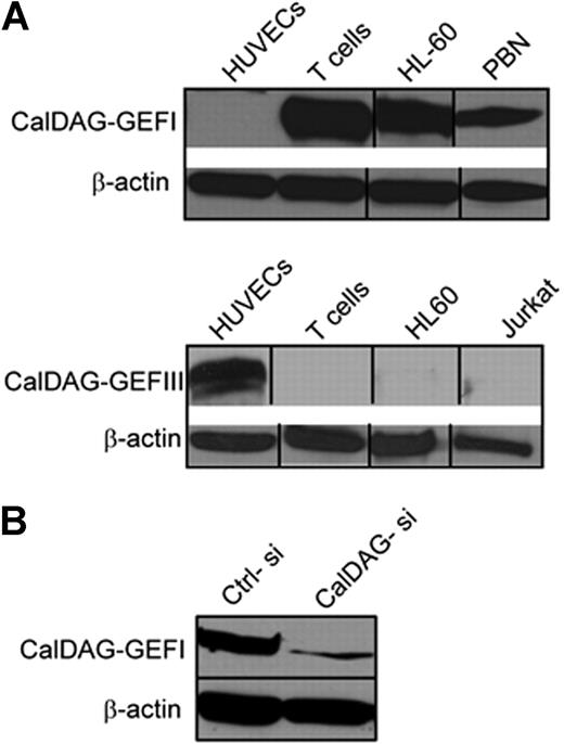 Figure 3. CalDAG-GEFs protein expression. (A) Western blot analysis of human T cells, peripheral blood neutrophils (PBN), human umbilical vain endothelial cells (HUVECs), HL60 promyelocytic cell line, and Jurkat T cells using specific mAb for CalDAG-GEFI (top) and CalDAG-GEFIII (bottom). (B) T cells were transfected with CalDAG-GEFI-specific (CalDAG-si) or control nonsilencing (Ctrl-si) siRNA, and total lysates were immunoblotted with mAb to CalDAG-GEFI. β-actin is shown as loading control. Representative blots are shown. Two to 5 independent experiments were done for each panel. Vertical lines have been inserted to indicate a repositioned gel lane.