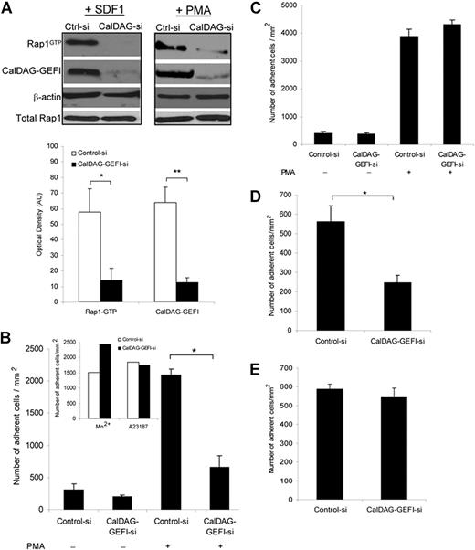 Figure 4. Role of CalDAG-GEFI in LFA-1– and VLA-4–mediated T-cell adhesion. (A) Representative Western blots of Rap1-GTP and CalDAG-GEFI levels in T cells transfected with control or CalDAG-GEFI siRNA and stimulated with 100 nM SDF-1α for 10 seconds (left) or 1μg/mL PMA for 5 minutes (right). β-actin is shown as a loading control. Severely diminished activation of Rap1 was observed in CalDAG-GEFI knock-down cells. Densitometric analysis evaluated the optical density, in arbitrary units, of Rap1-GTP levels after stimulation with SDF-1α in control siRNA and CalDAG-GEFI siRNA cells. CalDAG-GEFI levels in the same samples were also quantified by densitometry. Extent of Rap1 inactivation correlated with CalDAG-GEFI knock-down. *P < .04, **P < .005. (B) PMA-stimulated cell adhesion to immobilized ICAM-1 (2.5 μg/mL) by control or CalDAG-GEFI siRNA-transfected cells shows impaired adhesion in cells deficient in CalDAG-GEFI. *P < .001. Inset, Mn2+ or Ca2+ ionophore (A23187) treatments of T cells transfected with CalDAG-GEFI siRNA resulted in normal adhesion to ICAM-1. (C) Silencing CalDAG-GEFI does not prevent PMA-stimulated T-cell adhesion to immobilized VCAM-1 (2 μg/mL), compared with cells transfected with control siRNA. (D) Effects of CalDAG-GEFI knock-down on chemokine-stimulated LFA-1 adhesion to ICAM-1 under shear flow. T cells transfected with control siRNA or CalDAG-GEFI siRNA were perfused over ICAM-1 coimmobilized with SDF-1α at shear stress rate of 0.75 dyne/cm2. The number of adherent cells is expressed as the mean plus or minus SEM. T cells lacking CalDAG-GEFI show impaired SDF-1α-mediated adhesion to ICAM-1 compared with control cells. *P < .05. (E) T cells, treated as described in panel D, were perfused over VCAM-1 coimmobilized with SDF-1α. Both control siRNA cells and CalDAG-GEFI siRNA cells adhered to VCAM-1. Three to 5 independent experiments were done for each panel.