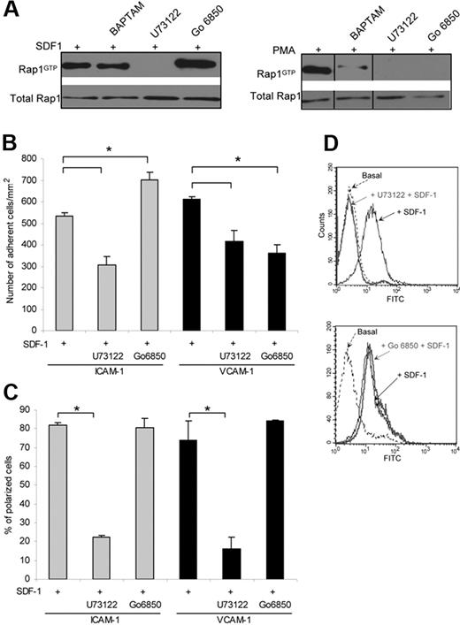 Figure 5. Role of PLC and PKC in Rap1 activation and stimulated T-cell adhesion. (A) Western blots of Rap1-GTP in T cells pretreated with a PLC inhibitor (10 μM U73122), a calcium chelator (1 μM BAPTA-AM), or a PKC inhibitor (10 μM Gö 6850) for 10 minutes, and then treated with 100 nM SDF-1α for 10 seconds (left) or 1μg/mL PMA for 5 minutes (right). Active Rap1 was detected by pull-down assay. Vertical lines have been inserted to indicate a repositioned gel lane. (B) Inhibition of PLC or PKC impairs SDF1-stimulated adhesion to ICAM-1 or VCAM-1 under shear flow. T cells were pretreated with 10 μM U73211 or 10 μM Gö 6850 for 10 minutes and perfused over ICAM-1 or VCAM-1 coimmobilized with SDF-1α at shear stress rate of 0.75 dyne/cm2. The number of adherent cells is expressed as the mean plus or minus SEM, *indicates P less than .02. (C) The percentage of adherent cells with polarized morphology was determined. Cell polarization was inhibited by the PLC inhibitor (U73122), whereas PKC inhibition (Gö 6850) had no observable effect. Data are the mean plus or minus SEM, *indicates P less than .02. (D) PLC-dependent activation of LFA-1. Flow cytometry of T cells incubated with 10 μM U73211 (left) or 10 μM Gö 6850 (right) for 10 minutes and stained with the high-affinity extension reporter mAb KIM127 in the absence (Basal) or presence of SDF-1α. Inhibition of PLC prevented the exposure of the KIM127 neoepitope in response to SDF-1α, whereas PKC inhibition had no effect. Three to 5 independent experiments were done for each panel.