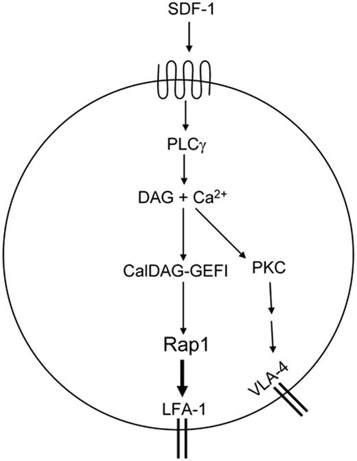 Figure 6. Model of chemokine induced T-cell adhesion through LFA-1 and VLA-4. Chemokine-dependent G-protein-coupled-receptor signaling leads to activation of PLCγ. PLCγ products Ca2+ and DAG activate CalDAG-GEFI. This leads to Rap1 activation, which triggers inside-out activation of LFA-1 to promote T-cell adhesion. SDF-1α activates VLA-4 through PLCγ. PLCγ-generated products may promote PKC activation and subsequent integrin activation through unknown intermediates.