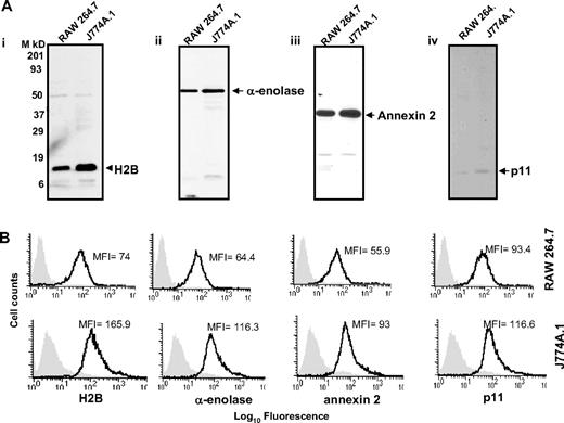 Figure 2. Cell-surface expression of H2B, α-enolase, annexin 2, and p11 on RAW 264.7 and J774A.1 cells. (A) Cell-surface biotinylation. RAW 264.7 and J774A.1 (i-iv) were dissociated from culture flasks, and cell-surface proteins were labeled with sulfo-NHS-biotin at 4°C for 30 minutes. Cells were lysed and equal amounts of surface-biotinylated proteins were precipitated with streptavidin-agarose, resolved by sodium dodecyl sulfate–polyacrylamide gel electrophoresis (SDS-PAGE; 12.5% gels) under reducing conditions, and immunoblotted with anti-H2B (i), anti–α-enolase (ii), anti–annexin 2 (iii), or anti-p11 (iv). Each antibody recognized a single major protein with a mobility appropriate for the target antigen. (B) FACS analysis. RAW 264.7 (top panels) and J774A.1 (bottom panels) cells were stained with antibodies to the indicated Plg-R (20 μg/mL) for 30 minutes at 4°C in HBSS-BSA buffer. Cells were then stained with FITC-conjugated goat anti–rabbit IgG. Staining with this antibody is indicated with the black line, and nonimmune IgG is shown by light gray areas. Mean fluorescence intensity (MFI) values, after subtracting the MFI values of the control antibody, are displayed in each histogram. Results are representative of 3 independent experiments and show that each Plg-R is present on the surfaces of these cells.