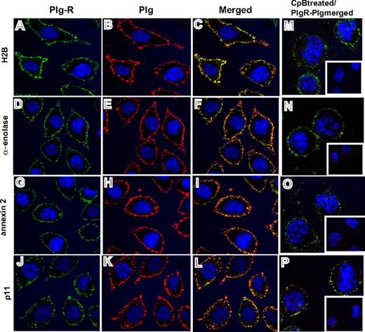 Figure 3. Colocalization of Plg-R with Plg on the surface of J774.1 cells. Localization of Plg with either H2B, α-enolase, annexin 2, or p11 on the cell surface of J774A.1 cells assessed by confocal microscopy. The cells were grown on coverslips, serum starved, and incubated with Plg (200 nM). After washing, the cells were incubated with a combination of rabbit anti–Plg-R (20 μg/mL) and rat monoclonal anti-Plg (20 μg/mL) for 30 minutes at 4°C in 1.5% BSA-HBSS (A-L). Nonimmune rabbit IgG and rat IgG served as controls. Cells were washed and then stained with Alexa 488 antirabbit and Alexa 568 antirat antibodies. Cells were fixed in 2% paraformaldehyde and mounted in Vectashield DAPl (4′,6-diamidine-2′-phenylindole dihydrochloride) mounting medium (Vector Laboratories, Burlingame, CA). Images were captured by confocal microscopy (Leica TCS-SP2 laser scanning confocal microscope) with 40×/1.25 NA oil-objective lens at RT and photographed using Leica confocal software v.2.61 (Leica Microsystems, Heidelburg, Germany). All images were processed with Adobe Photoshop 7.0 (Adobe Systems, San Jose, CA). In separate experiments (M-P), J774A.1 cells were treated with CpB (10 U/mL), washed, and then incubated with Plg (200 nM). Cells were further washed and stained for bound Plg and Plg-R as described for panels A-L. Colocalization of Plg (red) with the cell-surface Plg-Rs (green) is detected as yellow in the merged images (C,F,I,L). Upon CpB treatment, the predominant staining seen in merged images (M-P) was only green, showing that Plg bound to cell-surface H2B, α-enolase, annexin 2, or p11 via their C-terminal lysines. Insets of panels M-P show the anti-Plg staining upon CpB treatment. The images shown are representative of numerous areas on the slides.