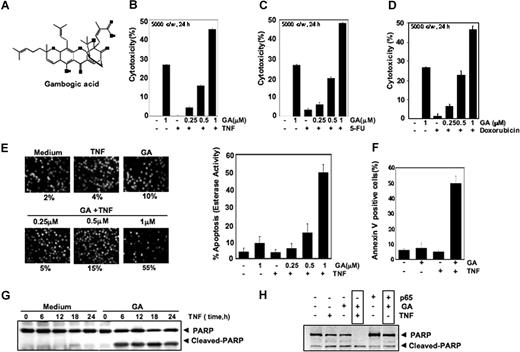 Figure 1. GA potentiates apoptotic effects of TNF and chemotherapeutic agents. (A) The chemical structure of GA. (B-D) GA enhances TNF-, 5-FU–, and doxorubicin-induced cytotoxicity. Five thousand cells were seeded in triplicate in 96-well plates. The cells were pretreated with the indicated concentrations of GA and then incubated with chemotherapeutic agents. Cell viability was then analyzed by the MTT method. (E) GA enhances TNF-induced cytotoxicity. KBM-5 cells were pretreated with indicated concentrations of GA for 4 hours and then incubated with 1 nM TNF for 24 hours. The cells were stained with a live/dead assay reagent for 30 minutes and then analyzed under a fluorescence microscope (left panel). The percentage of apoptosis was plotted as mean plus or minus SD (right panel). (F) GA enhances TNF-induced annexin V–FITC binding. (G) Effect of GA on PARP cleavage. Cells were pretreated with 1.0 μM GA for 4 hours and then incubated with 1 nM TNF for the indicated times. Whole-cell extracts were prepared and analyzed by Western blotting with an anti-PARP antibody. (H) A293 cells were transiently transfected with p65 plasmids. After 24 hours, cells were treated with 1.0 μM GA for 4 hours followed by 1 nM TNF for 24 hours. Whole-cell extracts were prepared and analyzed by Western blotting with an anti-PARP antibody.