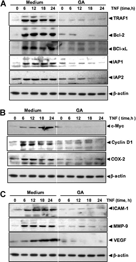 Figure 2. GA inhibits TNF-induced expression of NF-κB–dependent antiapoptotic, proliferative, and metastatic proteins. (A) GA inhibits the expression of TNF-induced antiapoptotic proteins. KBM-5 cells were incubated with 1.0 μM GA for 4 hours and then treated with 1 nM TNF for the indicated times. Whole-cell extracts were prepared and analyzed by Western blotting with the indicated antibodies. (B,C) GA inhibits TNF-induced expression of c-Myc, cyclin D1, COX-2, ICAM-1, MMP-9, and VEGF. KBM-5 cells were incubated with 1.0 μM GA for 4 hours and then treated with 1 nM TNF for the indicated times. Whole-cell extracts were prepared and analyzed by Western blotting with the relevant antibodies.