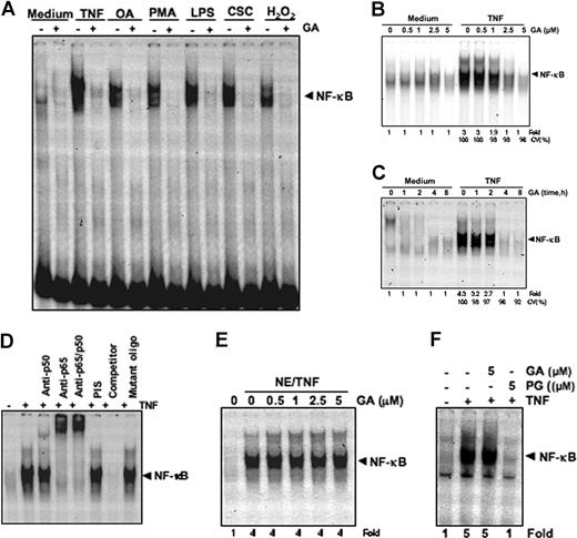 Figure 3. GA inhibits NF-κB activation induced by different stimuli. (A) GA blocks NF-κB activation induced by TNF, okadaic acid (OA), PMA, LPS, CSC, and H2O2. Human myeloid leukemia KBM-5 cells were preincubated with 5 μM GA for 4 hours and then treated with 0.1 nM TNF for 30 minutes, 500 nM OA for 4 hours, 25 ng/mL PMA for 2 hours, 10 μg/mL LPS, and 40 μg/mL CSC and 250 μM H2O2 for 1 hour each. Nuclear extracts were analyzed for NF-κB activation by EMSA. The results shown are representative of 3 independent experiments. (B) Dose-dependent effect of GA on TNF-induced NF-κB activation. KBM-5 cells were incubated with the indicated concentrations of GA for 4 hours and treated with 0.1 nM TNF for 30 minutes. The nuclear extracts were assayed for NF-κB activation by EMSA. CV (%) indicates cell viability of the cells. The results shown are representative of 3 independent experiments. (C) Time-dependent effect of GA on TNF-induced NF-κB activation. KBM-5 cells were preincubated with 5 μM GA for the indicated times and then treated with 0.1 nM TNF for 30 minutes. The nuclear extracts were prepared and assayed for NF-κB activation by EMSA. CV (%) indicates cell viability of the cells. The results shown are representative of 3 independent experiments. (D) NF-κB induced by TNF is composed of p65 and p50 subunits. Nuclear extracts from untreated cells or cells treated with 0.1 nM TNF were incubated with the indicated antibodies, an unlabeled NF-κB oligoprobe, or a mutant oligoprobe. They were then assayed for NF-κB activation by EMSA. (E) The direct effect of GA on the NF-κB–DNA binding. Nuclear extracts were prepared from untreated cells or cells treated with 0.1 nM TNF and incubated for 30 minutes with the indicated concentrations of GA. They were then assayed for NF-κB activation by EMSA. (F) Effect of plumbagin (PG) and GA on the binding of NF-κB to DNA. Nuclear extracts were prepared from untreated cells or cells treated with 0.1 nM TNF and incubated for 30 minutes with the 5-μM concentrations of GA and PG. They were then assayed for NF-κB activation by EMSA.