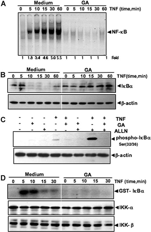 Figure 4. GA inhibits TNF-induced IκBα degradation, IκBα phosphorylation, and IKK activation. (A) GA inhibits TNF-induced activation of NF-κB. KBM-5 cells were incubated with 5 μM GA for 4 hours, treated with 0.1 nM TNF for the indicated times, and then analyzed for NF-κB activation by EMSA. (B) Effect of GA on TNF-induced degradation of IκBα. KBM-5 cells were incubated with 5 μM GA for 4 hours and treated with 0.1 nM TNF for the indicated times. Cytoplasmic extracts were prepared and analyzed by Western blotting with antibodies against anti-IκBα. Equal protein loading was evaluated by β-actin. (C) Effect of GA on the phosphorylation by IκBα by TNF. Cells were preincubated with 5 μM GA for 4 hours, incubated with 50 μg/mL ALLN for 30 minutes, and then treated with 0.1 nM TNF for 10 minutes. Cytoplasmic extracts were fractionated and then subjected to Western blotting with phospho-specific IκBα antibody. The same membrane was reblotted with β-actin. (D) Effect of GA on the activation of IKK by TNF. KBM-5 cells were preincubated with 5 μM GA for 4 hours and then treated with 1 nM TNF for the indicated times. Whole-cell extracts were immunoprecipitated with antibody against IKK-α and analyzed by an immune complex kinase assay. To examine the effect of GA on the level of expression of IKK proteins, whole-cell extracts were fractionated on SDS-PAGE and examined by Western blot analysis with anti–IKK-α and anti–IKK-β antibodies.