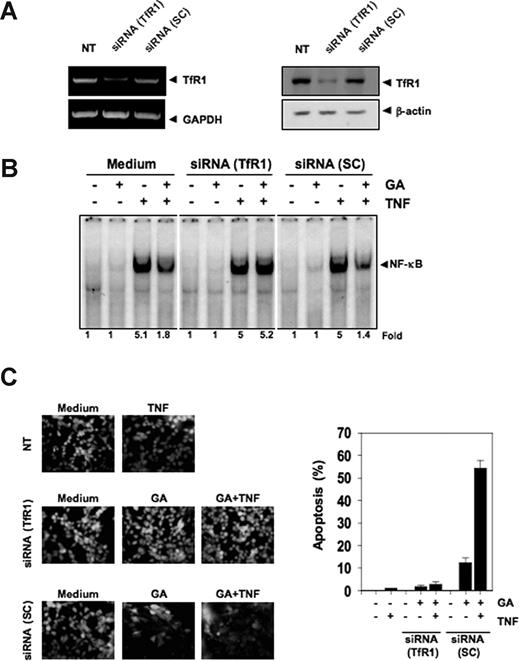 Figure 7. The effect of GA on NF-κB and on apoptosis are mediated through the transferrin receptor. (A) Down-regulation of TfR1 by RNA interference reverses the effect of GA. A293 cells were transfected with TfR1 si RNA or scrambled (SC) control. After 48 hours, cells were harvested and used for RNA isolation and for protein extraction. RT-PCR was done to determine the TfR1 mRNA expression. RNA levels were normalized to glyceraldehyde-3-phosphate dehydrogenase (GAPDH). Whole-cell extracts were analyzed by Western blotting with an anti-TfR1 antibody. (B) Transfected cells were preincubated with 5 μM GA for 4 hours and then treated with 0.1 nM TNF for 30 minutes. The nuclear extracts were prepared and assayed for NF-κB activation by EMSA. (C) Transfected cells were treated with 1 μM GA for 4 hours followed by 1 nM TNF for 24 hours. The cells were stained with a live/dead assay reagent and analyzed under a fluorescence microscope.
