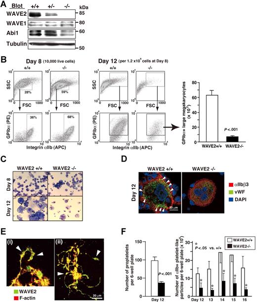 Figure 2. MKs derived from ES cells deficient in WAVE2. (A) Immunoblots of WAVE2, WAVE1, Abi1, and tubulin from lysates of day-5 embryoid bodies (EBs). To avoid contamination with mouse feeder fibroblasts, day-0 ES cells, were sorted with c-Kit+ cells, applied to EB media,33 and cultured for 5 days. (B) Flow cytometric dotplots of side and forward scatter profiles of 10 000 live cells on day 8, and expression profiles of αIIb and GPIbα stained cells (day 8), as described previously.28,29 On day 12, all cells collected from a 6-well culture plate were stained with anti-αIIb, anti-GPIbα, and propidium iodide and were mixed with True Count Beads. WAVE2+/+, WAVE2+/−, or WAVE2−/− cells and beads were then subjected to flow cytometry. Representative dot plots show all viable cells from WAVE2+/+ and WAVE2−/− plates. Quantification for GPIbα+ cells in an arbitrary gate was performed as described in “Materials and methods.” The graph on the right shows means (± SD; n = 3). (C) On day 8 or day 12, weakly adherent or floating cells28,29 were subjected to cytospin preparation and to staining by Wright-Giemsa technique. WAVE2−/− MKs showed decreased number of large sized cells. (D) On day 12, live cells were fixed following cytospin preparation. Cells were permeabilized, stained with anti-VWF followed by rabbit Alexa 488 (green), and anti-αIIb followed by mouse Alexa 568 (red) with nuclei marked by 4,6-diamino-2-phenylindole (DAPI) staining (blue). WAVE2−/− MK retained VWF expression (diffuse but decreased) in cytoplasm while VWF expression in WAVE2+/+ MK was distributed clearly along the plasma membrane in peripheral cytoplasm (◀). (E) On day 11 (i) or day 12 (ii), proplatelet-exhibiting MKs derived from normal ES cells were fixed and plated on poly-L-lysine–coated cover glasses. Cells were permeabilized and were stained with rhodamine-conjugated phalloidin to mark F-actin (red) and with anti-WAVE2 antibody followed by Alexa 488 (green). Arrowheads indicate swellings. See “Image acquisition for platelet and MK spreading” for complete image acquisition information. (F) The left figure shows means (± SD; n = 3) of total number of proplatelets in a 6-well plate on day 12. The right figure shows means (± SD; n = 3) of number of αIIb+ particles within the same flow cytometry gate as that used for murine platelets. Quantification was performed using True Count Beads as described in “Quantification of mature MKs and platelets.”