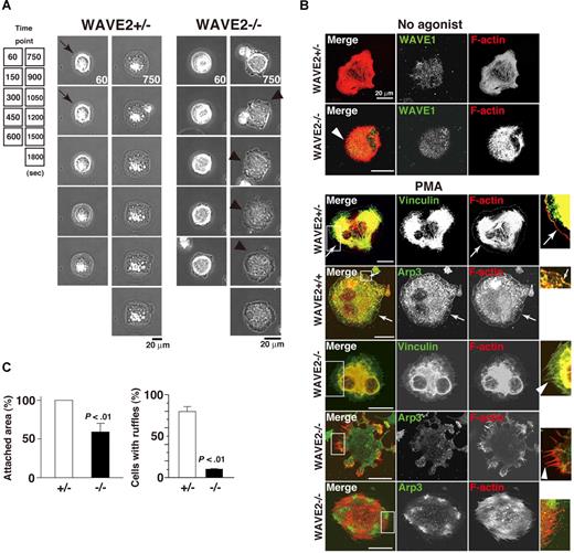 Figure 3. WAVE2 is required for lamellipodial protrusion in fibrinogen-adherent MKs. (A) Time-lapse record of spreading of fibrinogen-adherent ES cell–derived WAVE2+/− and WAVE2−/− MKs in the presence of 100 nM phorbol myristate acetate (PMA). A WAVE2−/− MK displays enhanced dorsal ruffling and peripheral filopodial projection (arrowheads), while WAVE2+/− MKs transiently shows filopodia within 5 minutes after adhesion (arrows) and lamellipodial formation thereafter. Scale bar equals 20 μm. (B) MKs on day 12 were plated onto fibrinogen for 60 minutes in the absence of an agonist (top 2 cells). In another set, MKs were plated for 120 minutes in the absence or presence of 100 nM PMA (bottom 5 cells). Cells were fixed, permeabilized, and stained with rhodamine-conjugated phalloidin to mark F-actin (red) and with anti-WAVE1, antivinculin, or anti-Arp3 antibodies followed by Alexa 488 (green), and analyzed by confocal microscopy (see “Image acquisition for platelet and MK spreading” for complete image acquisition information). Scale bar equals 20 μm. Arrows indicate peripheral normal lamellipodia formation. Arrowheads indicate filopodia-dominant morphology. (C) A total of 50 cells (WAVE2+/−, □; or WAVE2−/−, ■) were analyzed for attachment area and for the number of cells with lamellipodia-dominant morphology after 120 minutes incubation in the presence of PMA. Data are means (± SD).
