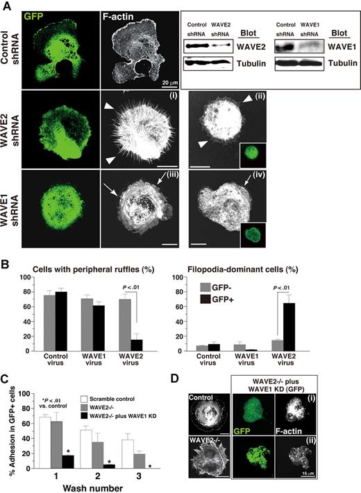 Figure 4. Differential roles of WAVE1 and WAVE2 in integrin-mediated lamellipodia formation in ES cell–derived MKs. (A) MK progenitors were infected with lentivirus containing shRNA on day 5 for 14 hours. Sorted αIIb+ c-Kit+ cells were further cultured with OP9 stromal cells. Progenitors expressing GFP on day 9 were sorted and lysed. The lysate was subjected to SDS–gel electrophoresis on Western blotting. On day 12, MKs were plated on fibrinogen for 60 minutes (i, iii) or 120 minutes (ii, iv) in the presence of 100 nM PMA, and fixed and stained with rhodamine-conjugated phalloidin to mark F-actin. (B) GFP+ or GFP− cells transduced with control shRNA, WAVE1 shRNA, or WAVE2 shRNA were assessed by the significance of morphology. A total of 4 independent experiments were performed. (C) MKs on fibrinogen were fixed after washing with PBS once, twice, or 3 times and were stained with αIIb. Increased numbers of washing procedure promoted dissociation of MKs. Data are means (± SD; n = 3). (D) Control MKs or WAVE2−/− MKs transduced with shRNA of scrambled sequence and GFP, and 2 representative fibrinogen-adherent WAVE2−/− MKs transduced with shRNA of WAVE1 and GFP (i,ii) are shown.