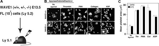 Figure 5. Analysis of chimeric mice generated by liver transplantation from WAVE1−/− embryos. (A) EDTA-treated peripheral blood was obtained from live chimeric mice. (B) Washed platelets from WAVE1+/+, WAVE1+/−, or WAVE1−/− mice were plated onto fibrinogen-coated coverslips for 45 minutes in the presence of apyrase (2 U/mL) and indomethacin (10 μM) with or without 1 U/mL thrombin. Some preparations included 100 nM PMA, 10 μg/mL collagen I, or 100 μM ADP. Cells were fixed, permeabilized, and stained with rhodamine-conjugated phalloidin to mark F-actin and analyzed by confocal microscopy (see “Image acquisition for platelet and MK spreading” for complete image acquisition information. Scale bar equals 15.8 μm. This experiment is representative of 4 thus performed (from 2 independent transplantations). (C) Platelet spreading was quantified by computer analysis of platelet surface areas. Each bar represents at least 100 platelets analyzed as described in “Image acquisition for platelet and MK spreading.” The results shown are means (± SD).
