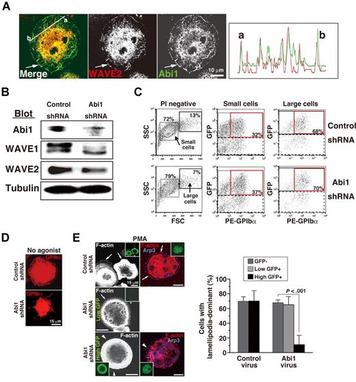 Figure 6. Involvement of Abi1 in megakaryocytopoiesis and spreading. (A) Colocalization of WAVE2 and Abi1 in a fibrinogen-adherent ES cell–derived MK in the presence of 100 nM PMA (arrows). Right graph shows the intensities of WAVE2 expression (red) or Abi1 expression (green) between “a” and “b” by NIH J-Image. (B) Immunoblots of Abi1, WAVE1, WAVE2, and tubulin from lysates during early megakaryocytopoiesis. (C) Flow cytometric dot plots of side and forward scatter profiles of 10 000 viable cells staining with anti-GPIbα (PE) antibody on day 12. Large MKs transduced with Abi1 shRNA appeared fewer than the number of large control MKs. (D,E) On day 12, ES cell–derived MKs were plated on fibrinogen for 60 minutes in the absence (D) or presence (E) of 100 nM PMA and were analyzed as depicted. (D) GPIbα expression by MKs in which Abi1 shRNA or scrambled control shRNA was transduced. (E) Arrows indicate peripheral normal lamellipodia. Arrowheads indicate filopodia-rich regions. GFP+ or GFP− cells transduced with control shRNA or Abi1 shRNA were assessed for lamellipodia-dominant morphology in the presence of PMA. A total of 3 independent experiments were performed. See “Image acquisition for platelet and MK spreading” for complete image acquisition information.