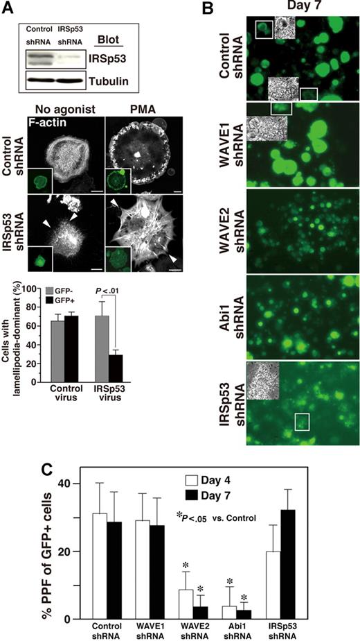 Figure 7. IRSp53 may be associated with Rac-dependent lamellipodia formation in adherent MKs but not with Rac-independent MK maturation. (A) ES cell–derived progenitors expressing GFP via control or IRSp53 knockdown were sorted. The lysate was subjected to SDS–gel electrophoresis on Western blotting. On day 12 of the differentiation protocol, ES cell–derived MKs transduced with shRNA of IRSp53 and GFP were plated onto 100 μg/mL fibrinogen for 60 minutes. IRSp53 knockdown cells exhibited filopodia-dominant features in the absence or presence of 100 nM PMA (arrowheads), while control megakaryocytes displayed peripheral lamellipodial ruffles. Scale bar equals 20 μm. Summarized results are the same as those in Figure 6E. Data are means (± SD). (B,C) Cells were prepared from E13.5 FL as described in “Cell culture.” Cells were exposed for 14 hours to a lentivirus encoding both several shRNAs and GFP on day 0. When studied on day 4, approximately 40% of the cells exposed to virus were successfully transduced, as assessed by GFP expression (not shown). The transduction of WAVE2 or Abi1 shRNA reduced (B) MK size and (C) proplatelet numbers throughout observation until day 7 of culture. Insets in panel B depict the morphology of proplatelets expressing GFP. This experiment is representative of 3 performed. Magnification, ×40. Numbers of proplatelets from FL-derived primary MKs on day 4 and day 7 (C). Data are means (± SD). *P < .05 versus control for day 4 or day 7. See “Image acquisition for platelet and MK spreading” for complete image acquisition information.