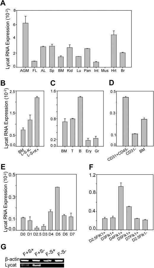 Figure 1. Distribution of mouse Lycat mRNA in tissues and cell populations detected by RT-PCR. (A) Lycat mRNA had highest expression in the AGM and heart among multiple mouse tissues including E12.5 AGM, E16 fetal liver (FL), adult liver (AL), spleen (Sp), bone marrow (BM), kidney (Kid), lung (Lu), pancreas (Pan), intestine (Int), muscle (Mus), heart (Hrt), and brain (Br). (B) Lycat mRNA was enriched in the Lin−Sca-1+C-Kit+ HSCs in BM. Cells were sorted by flow cytometry with lineage markers, Sca-1, and C-Kit for hematopoietic stem cells. Lineage−Sca-1−C-Kit−, L−S−K−; Lineage−Sca-1+C-Kit+, L−S+K+ (Figure S2A). (C) Lycat mRNA expression was higher in B cells. Cells were sorted by flow cytometry with mature hematopoietic lineage markers including T4 and T8a for T lymphocytes (T), B220 for B lymphocytes (B), TER119 for erythrocytes (Ery), and Gr-1 for granulocytes (Gr). (D) Lycat mRNA was enriched in the CD31+CD45− endothelial cells in adult mouse BM. Cells were sorted from BM by flow cytometry with anti-CD31 and anti-CD45. (E) Lycat mRNA could be detected in embryoid bodies from day 0 to day 7 (D0 to D7). The morphology of EBs is presented in Figure S3. (F) Lycat mRNA was 2-fold more enriched in the Flk1+ cells in embryoid bodies from day 4 than those from day 5. Flk1+ cells were sorted from staged embryoid bodies by anti-Flk1. (G) Lycat mRNA was enriched in the Flk1+ cell population in embryoid bodies. Lycat mRNA could be detected in Flk1+hCD4+(Scl+) (F+S+) and Flk1+hCD4−(Scl−) (F+S−) but not in the Flk1−hCD4+(Scl+) (F−S+) and Flk1−hCD4−(Scl−) (F−S+) cells, which were sorted by flow cytometry with anti-Flk1 and anti-hCD4 (Figure S2B). The RNA levels were determined and normalized by GAPDH using quantitative RT-PCR (A-F) and using semiquantitative RT-PCR by β-actin as an internal RNA control (G). Error bars in panels A-F represent standard deviations.