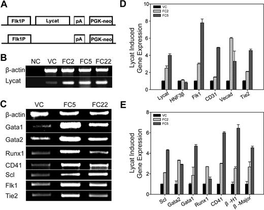Figure 2. Overexpression of the Lycat transgene increased hematopoietic and endothelial cell gene expression in embryoid bodies. (A) Schematic representation of the Flk1:Lycat expression construct in which Lycat expression was driven by the mouse Flk1 promoter (Flk1P) and a PGK-neo cassette was inserted (top), and the vector control (VC) without Lycat cDNA (bottom). (B) Lycat mRNA was significantly increased in D4 EBs from transgenic ES clones of FC2, FC5, and FC22 as determined by semiquantitative RT-PCR. NC indicates negative control without input of DNA templates in the PCR reaction; β-actin, an internal RNA control. (C) The forced Lycat transgene increased hematopoietic and endothelial gene expression in D4 EBs from FC5 and FC22 ES clones detected by RT-PCR. Hematopoietic genes Gata1, Gata2, Runx1, CD41, Scl; endothelial genes Tie2 and Flk1; and β-actin as an internal RNA control. (D,E) The forced Lycat transgene increased mRNA expression of endothelial (panel D) and hematopoietic (panel E) but not endodermal (HNF3β; panel D) genes in D4 EBs from FC2 and FC5 ES clones detected by quantitative RT-PCR. Endothelial genes VE-Cadherin (Vecad), Flk1, CD31, Tie2; endodermal gene, HNF3β; hematopoietic genes Scl, Gata1, Gata2, Runx1, CD41, β-H1 hemoglobin (β-H1), and β-major hemoglobin (β-Major). The mRNA levels were normalized by GAPDH. (D,E) Error bars represent standard deviations.