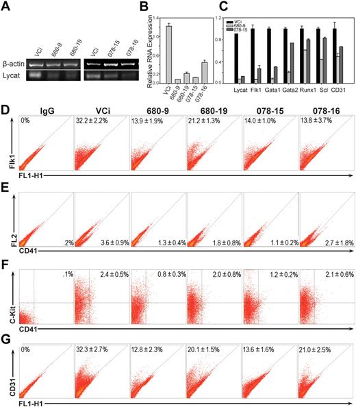 Figure 5. Lycat siRNA reduced hematopoietic and endothelial gene expression during ES cell differentiation into EBs. (A) Lycat mRNA knockdown was detected in day 4 EBs from siRNA ES cell clones by semiquantitative RT-PCR. VCi, retroviral vector control ES cell clone; 680-9 and 680-19, 2 independent Lycat siRNA ES cell clones derived from V2MM_232680 (Open Biosystems); 078-15 and 078-16, 2 independent Lycat siRNA ES cell clones from V2MM_103078 (Open Biosystems). (B) The Lycat siRNA knockdown in panel A was confirmed by Q-PCR. (C) The Lycat siRNA reduced expression of endothelial (Flk1 and CD31) and hematopoietic (Gata1, Gata2, Runx1, and Scl) genes using Q-PCR. (D) The Lycat siRNA reduced the formation of Flk1+, C-Kit+, C-Kit+ and CD41+, and CD31+ cells in day 4 EBs from all 4 siRNA ES cell clones by flow cytometry. These were calculated from 3 independent experiments except those of CD31+, which was calculated from 2 independent experiments. (B,C) Error bars represent standard deviations. (D-G) Numbers within quadrants indicate percentages of positive cells.