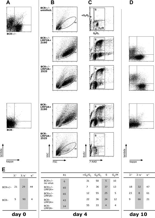 Figure 1. BCR+ but not BCR− germinal center B cells infected with LMP2A− 2525 EBV enter the S phase of the cell cycle and continue to proliferate in vitro. (A) Primary lymphocytes were isolated from nasal adenoids. The BCR+/− fraction consisted of approximately 30% immunoglobulin surface-negative cells and more than 60% immunoglobulin light chain–positive B cells. The BCR− fraction consisted of more than 90% CD19+, light chain–negative B cells. (B) Both fractions were infected with virus stocks of LMP2A+ 2190 EBV or LMP2A− 2525 mutant virus and analyzed for forward and sideward scatter characteristics to identify cells in the lymphocyte gate R1 4 days after infection. (C) BCR+/− B cells readily proliferated when infected with either virus (top 2 panels), but cell cycle entry of BCR− B cells was observed with LMP2A+ but not with LMP2A− mutant EBV (bottom 2 panels). Total cells were analyzed for cell-cycle distribution 4 days after infection by dual parameter flow cytometry with an APC-conjugated α-BrdU antibody to detect incorporation of the nucleotide analog BrdU and with 7-AAD to reveal the cellular DNA content as described.19 (D) Cell surface expression of λ and κ light chains of cells as in panel A. Ten days after infection, EBV growth-transformed BCR+/− B cells infected with LMP2A+ 2190 EBV (top panel) maintained the typical initial distribution of BCR+ (>60% of λ or κ light chain staining) and BCR− (approximately 30%) primary B cells as in panel A. In contrast, BCR− B cells were absent 10 days after infection when the same initially heterogeneous BCR+/− fraction was infected with the LMP2A− 2525 virus mutant as indicated by the loss of λ- and κ-positive cells in the lower left quadrant (middle panel). The majority of BCR− cells infected with LMP2+ 2190 EBV maintained their immunoglobulin surface-negative status (bottom panel). No cells survived when BCR− B cells were infected with LMP2A− 2525 mutant EBV. (E) Cell-cycle distribution and immunoglobulin light chain surface expression of cells were analyzed.