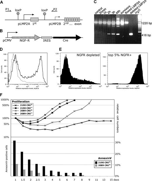 Figure 2. Sustained LMP2A expression prevents apoptotic death of EBV-transformed B cells. (A) Schematic representation of the LMP2A gene locus in 2190 EBV, which carries 2 loxP sites located upstream of the LMP2A promoter (pLMP2A) and downstream of the first exon of LMP2A. This exon is unique to LMP2A and encodes its amino-terminal signaling domain,8 whereas the 12 putative transmembrane domains and a short cytoplasmic terminus are encoded by exons 2 through 8, which are shared by the carboxy coterminal LMP2B protein whose transcript is expressed from the LMP2B promoter (pLMP2B). To monitor the status of the LMP2A gene, the PCR primers (P1, P2) were used, which gave rise to PCR products of 1220 bp and 418 bp in length with the parental LMP2A+ 2190 EBV and the Cre-deleted LMP2A− variant, respectively. (B) The p3233 expression plasmid is schematically shown, which encodes the truncated NGF receptor (NGF-R) as a phenotypic marker35 and the site-specific recombinase Cre from a bicistronic transcript. (C) Cre-mediated deletion of LMP2A could be monitored by PCR as early as 2 hours after transfection of p3233. Lanes indicated as floxed LMP2A, deleted LMP2A, and H2O are PCR controls. The lane indicated as “survivors” refers to PCR analysis of 2190-infected B cells (labeled Cre+ in panel F) at 6 weeks after transfection. (D) Transient transfection of the expression plasmid p3233 and FACS analysis of LMP2A+ 2190 EBV LCLs expressing the truncated NGF-R at their cell surface 18 hours after transfection. LCLs established with the prototypic 2089 WT EBV gave comparable results (data not shown). (E) FACS sorting of successfully transfected LMP2A+ 2190 EBV LCLs with the topmost 5% expression levels of NGF-R (Cre+/NGF-R+) versus NGF-R+–depleted (Cre−/NGF-R−) cells. (F, top panel) The absolute numbers of cells in the different fractions were determined by FACS analysis at indicated days after transfection. BD Biosciences CaliBRITE beads were used as an internal volume standard as described previously.21 Cells in the lymphocyte gate according to forward and sideward scatter criteria were included in the analysis and set to 100% 24 hours after transfection. EBV-infected LCLs infected with LMP2A+ 2190 EBV carrying the floxed LMP2A allele are indicated (2190, black lines) as well as LCLs infected with the prototypic 2089 WT EBV strain (2089, gray lines). Transfected and sorted Cre+/NGF-R+ cell fractions are indicated (Cre+) and compared with cells depleted from NGF-R+ cells by sorting (Cre−). (Bottom panel) Cre-transfected (Cre+/NGF-R+) LCLs infected with either 2089 WT EBV or LMP2A+ 2190 EBV were analyzed for annexinV staining by FACS at the time points indicated.