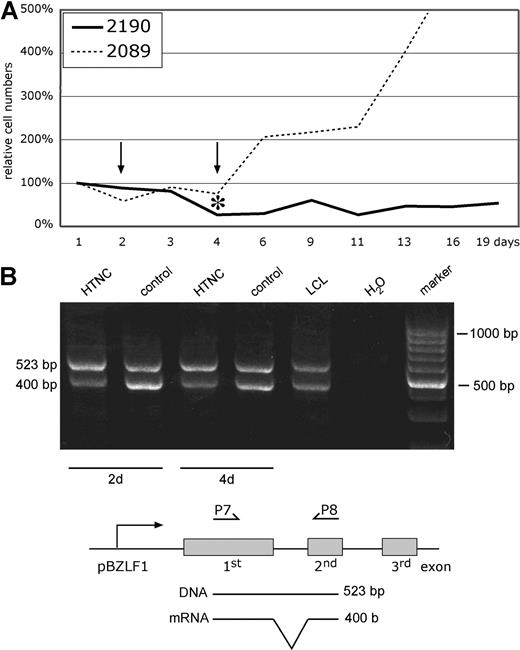Figure 3. Continuous proliferation of EBV-transformed cells requires LMP2A. (A) The absolute numbers of B cells infected with 2089 WT EBV or 2190 EBV with its LMP2A gene flanked by 2 loxP sites were determined by FACS analysis as in Figure 2F. The cells were transduced with the E coli–derived Cre protein HTNC23 for 3 hours, and the surviving cells were counted by FACS and set to 100% on day 1. 2089 WT EBV–infected LCLs recovered from this manipulation and started to proliferate, but LCLs infected with LMP2A+ 2190 EBV did not recover within the observation period. The asterisk indicates the time point when cells were removed for quantitative real-time PCR analysis of the LMP2A gene, which revealed that more than 90% of the 2190 EBV–infected cells had lost the LMP2A allele 4 days after transduction (data not shown). (B) Reverse transcription (RT)-PCR analysis of BZLF1 transcripts in HTNC-transduced 2190-infected LCLs 2 and 4 days after Cre transduction. The positions of the primer oligonucleotides P7 and P8 are schematically shown together with the predicted size of the PCR products indicative of mRNA-specific cDNA molecules of the actively transcribed BZLF1 gene and (contaminating) viral DNA. BZLF1 transcription levels did not increase but showed a slight reduction upon deletion of LMP2A, indicating that its loss did not trigger the onset of the lytic phase of EBV's life cycle.