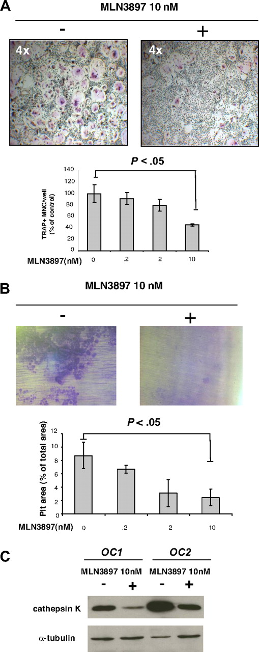 Figure 1. MLN3897 inhibits OC formation and function. Adherent PBMCs were cultured for 3 weeks in the presence of RANKL and M-CSF (50 ng/mL) with or without MLN3897 (0.2-10 nM). (A) Cells were stained for TRAP activity. Multinuclear TRAP+ cells are expressed as percentage of control. (B) Adherent PBMCs were cultured on dentine slices. After 3 weeks, resorption areas were stained with toluidine blue, and pit areas were quantified by light microscopy using the public domain NIH Image J program. Each value represents the mean (± SD) of resorptive areas of at least 3 wells, expressed as a percentage of total area. Images were obtained using a Leica DM IL microscope equipped with a 4×, 10×/0.22, and 20×/0.40 numeric aperture objective lens (Leica Microsystems, Wetzlar, Germany) and acquired through IM50 software (Leica Microsystems Imaging Solutions, Cambridge, United Kingdom). All experiments were performed independently at least 3 times. (C) After 3 weeks, we investigated cathepsin K expression on OCs obtained from 2 different donors and treated with MLN3897 (10 nM). Cells were harvested with cell dissociation buffer and lysed; proteins were subjected to immunoblotting with anti–cathepsin K antibody. To ensure equal protein loading, membrane was blotted for tubulin expression.