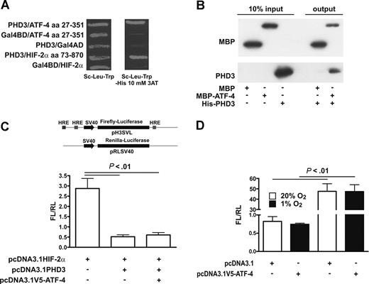 Figure 1. Interaction of ATF-4 with PHD3. (A) The yeast reporter strain MaV203 expressing Gal4-BD-PHD3 and Gal4-AD-ATF-4 aa 27–351 or Gal4-AD-HIF2α aa 73–870 was assayed for histidine auxotrophy. (B) His-PHD3 expressed in insect cells is captured by immobilized MBP–ATF-4. Antibodies against MBP or PHD3 were used for immunoblot detection as indicated. (C) HeLa cells were cotransfected with a firefly luciferase reporter gene plasmid driven by HREs together with a constitutively expressed renilla luciferase control vector as depicted and the expression plasmids pcDNA3.1HIF-2α, pcDNA3.1PHD3, or pcDNA3.1V5-ATF-4. After 24 hours, HeLa cells were lysed and analyzed for firefly (FL) and renilla luciferase (RL) activities. (D) HeLa cells were cotransfected with an HRE-driven firefly luciferase reporter gene plasmid and a constitutively expressed renilla luciferase control vector as in panel C and the empty control vector pcDNA3.1 or the expression plasmid pcDNA3.1V5ATF-4. Subsequently, cells were incubated at 20% O2 or 1% O2 for 24 hours, lysed, and analyzed for firefly and renilla luciferase activities (C,D). Shown are mean values of the FL/RL ratios (± SD) of 3 independent experiments.