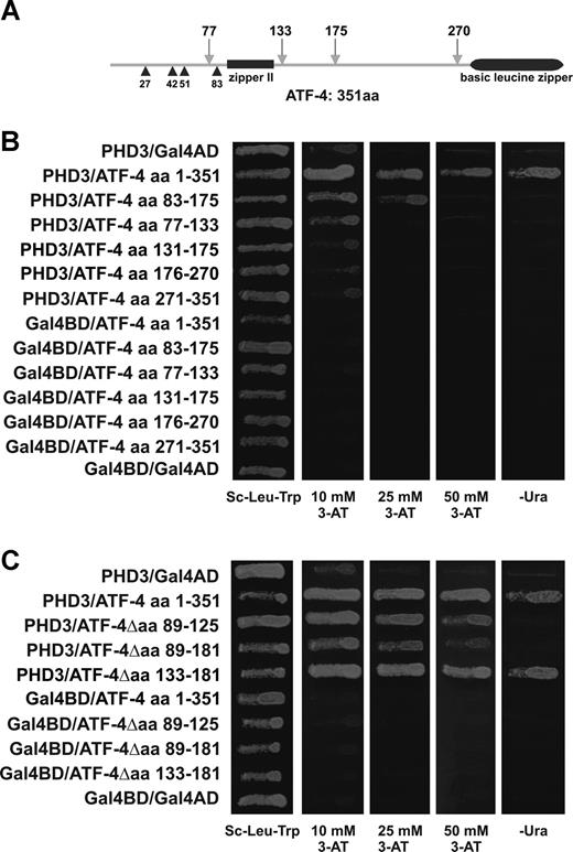 Figure 2. Mapping the PHD3 binding domain of ATF-4. (A) Schematic drawing of the protein domains of ATF-4. Arrows (27, 42, 51, and 83) indicate the insertion of the 4 independent ATF-4 prey-clones identified by yeast 2-hybrid screening of the human brain cDNA library with PHD3 as bait. (B) Yeast reporter strain MaV203 expressing Gal4-BD-PHD3 and various domains of ATF-4 as Gal4-AD-fusions was assayed for histidine and uracil auxotrophy. (C) Yeast reporter strain MaV203 expressing Gal4-BD-PHD3 and various deletion variants of ATF-4 as Gal4-AD fusions was assayed for histidine and uracil auxotrophy.