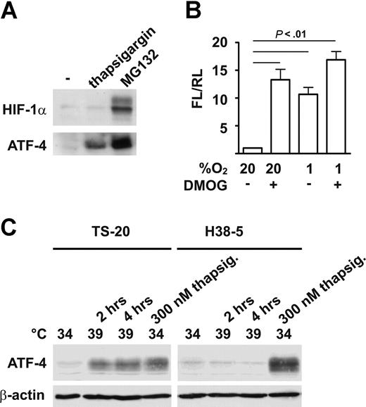 Figure 3. Hypoxia as well as proteasome and PHD inhibition stabilize ATF-4. (A) HeLa cells were treated for 8 hours with 300 nM thapsigargin or 10 μM MG132. Subsequently, cells were lysed and analyzed by immunoblotting. (B) HeLa cells were transiently transfected with an ATF-dependent firefly (FL) luciferase reporter gene plasmid (pATFx2-Luc) together with the renilla luciferase (RL) control plasmid pRLSV40. Following exposure to 20% or 1% O2, with or without the addition of 1 mM DMOG, cells were lysed and luciferase activities were determined. (C) TS-20 cells (with a temperature-sensitive E1 ubiquitin–activating enzyme defect) and E1-reconstituted H38–5 cells were exposed to 34°C or 39°C. Subsequently, cells were lysed and analyzed by immunoblotting. Shown are mean values of the FL/RL ratios (± SD) of 3 independent experiments.