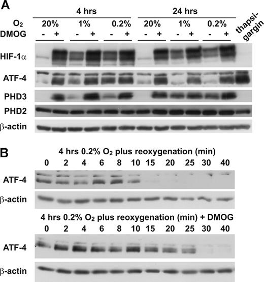 Figure 4. Kinetics of hypoxic stabilization and reoxygenation-induced destabilization of ATF-4. (A) HeLa cells were incubated at 20%, 1%, or 0.2% O2, with or without the addition of 1 mM DMOG. After 4 or 24 hours, the cells were lysed and analyzed by immunoblotting. As a control for the induction of ATF-4 by ER stress, one dish of HeLa cells was treated with 300 nM thapsigargin for 4 hours. (B) HeLa cells were incubated at 0.2% O2 with or without the addition of 1 mM DMOG. At 4 hours later, 20 μg/mL cycloheximide was added, and cells were reoxygenated at 20% O2. After the indicated time points, cells were lysed and analyzed by immunoblotting.