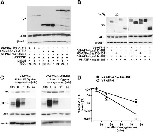 Figure 5. ATF-4 aa 154–181 harbors a novel ODD domain. (A) HeLa cells were transiently transfected with V5–ATF-4, V5–ATF-3, or V5–ARNT expression vectors. To control for equal transfection efficiencies, cells were cotransfected with pEGFPC1. At 6 hours after transfection, cells were exposed to 1% O2 or treated with 1 mM DMOG for 24 hours. Subsequently, cells were lysed and analyzed by immunoblotting. (B) HeLa cells were transiently transfected with different ATF-4 variants and treated as in panel A. (C) HeLa cells were transiently transfected with V5–ATF-4 or V5–ATF-4Δ aa154-181. To control for equal transfection efficiencies, cells were cotransfected with pEGFPC1. At 6 hours after transfection, cells were exposed to 1% O2. After exposure to 1% O2 for 24 hours, the cells were treated with 20 μg/mL cycloheximide and were reoxygenated with 20% O2. Cells were lysed at different reoxygenation time points, and total protein was analyzed by immunoblotting. Band intensities of 3 independent experiments were determined and half-life of the V5–ATF-4 and V5–ATF-4Δ aa154-181 proteins were calculated. (D) Decline of V5–ATF-4 and V5–ATF-4Δ aa154-181 after reoxygenation calculated from 3 independently performed experiments as described in panel C. Shown are mean values (± SD) of 3 independent experiments.