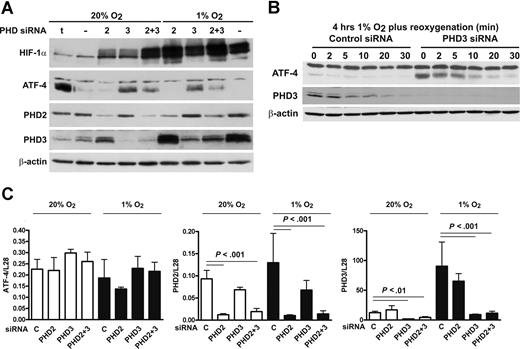 Figure 7. ATF-4 expression is controlled by PHD3. (A) HeLa cells were transiently transfected with siRNA targeting PHD2 or PHD3 and exposed to 20% or 1% O2. After 24 hours, the cells were lysed and analyzed by immunoblotting. One dish of HeLa cells was treated for 8 hours with 300 nM thapsigargin (t). Subsequently, cells were lysed and analyzed together with the protein extracts of the siRNA-transfected cells. (B) Hela cells were transiently transfected with siRNA targeting PHD3 or a control siRNA and exposed to 1% O2 for 4 hours with subsequent reoxygenation. After the indicated time points, cells were lysed and analyzed by immunoblotting. (C) HeLa cells were transiently transfected with siRNA targeting PHD2 or PHD3 and exposed to 20% or 1% O2. After 24 hours, the cells were lysed and total RNA was extracted and analyzed for ATF-4, PHD2, and PHD3 mRNA levels by real-time reverse transcriptase (RT)–PCR. Shown are mean values plus or minus SD of 3 independent experiments of ratios to the ribosomal protein L28 mRNA levels, which were used as housekeeping controls.