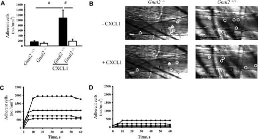 Figure 2. Reduced chemokine-induced arrest in cremaster venules of Gnai2-deficient mice in vivo. (A) Number of adherent cells (normalized to blood neutrophil counts) in cremaster muscle postcapillary venules of Gnai2−/− mice and littermate control mice after intravenous injection of 600 ng CXCL1. Data were recorded and analyzed for 1 minute starting 15 seconds after CXCL1 injection. Data presented are the means plus or minus SEM from 4 mice. (B) Representative pictures of cremaster muscle postcapillary venules of Gnai2+/+ and Gnai2−/− mice before and 1 minute after CXCL1 injection (leukocytes are circuited: rolling leukocytes, · · ·; arrested leukocytes, —). Scale bar equals 10 μm. (C-D) Adherent leukocytes in postcapillary venules of Gnai2−/− mice (D) or littermate control mice (C) after injection of CXCL1. Each line represents the number of adherent leukocytes per square millimeter in 1 venule of 1 mouse after CXCL1 injection. Data presented as means plus or minus SEM from 4 mice. #P < .05.