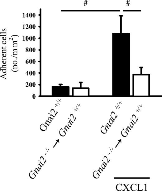 Figure 4. Gαi2 in neutrophils is responsible for chemokine-induced neutrophil arrest. Number of adherent leukocytes in cremaster muscle postcapillary venules of Gnai2−/− → Gnai2+/+ chimeric mice and Gnai2+/+ mice after intravenous injection of 600 ng CXCL1 (normalized for blood neutrophil counts). Data were recorded and analyzed for 1 minute starting 15 seconds after CXCL1 injection. Data presented as means plus or minus SEM from at least 4 mice.